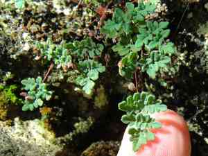 Powdery false cloak fern(Argyrochosma dealbata)