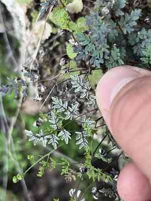 Powdery false cloak fern(Argyrochosma dealbata)