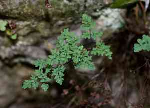 Powdery false cloak fern(Argyrochosma dealbata)