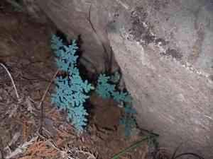 Southwestern false cloak fern(Argyrochosma limitanea)