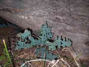 Southwestern false cloak fern(Argyrochosma limitanea)