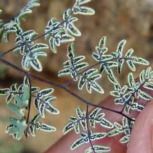Southwestern false cloak fern(Argyrochosma limitanea)