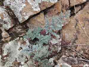 Southwestern false cloak fern(Argyrochosma limitanea)