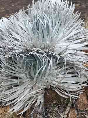 Hawai'i silversword(Argyroxiphium sandwicense)
