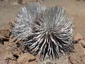 Hawai'i silversword(Argyroxiphium sandwicense)