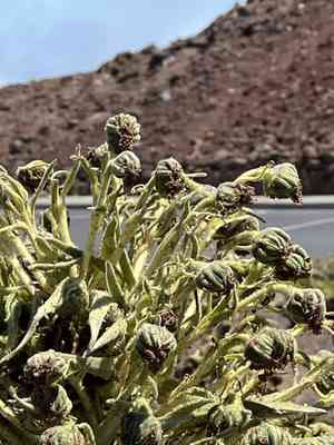 Hawai'i silversword(Argyroxiphium sandwicense)