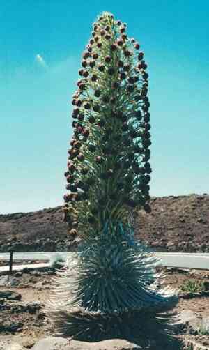 Hawai'i silversword(Argyroxiphium sandwicense)