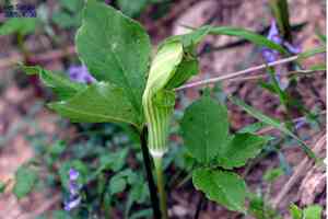 Asian green dragon(Arisaema amurense)