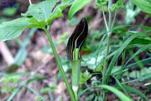 Asian green dragon(Arisaema amurense)