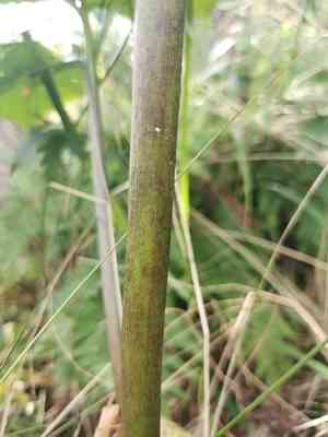 Asian green dragon(Arisaema amurense)