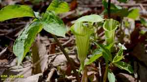 Asian green dragon(Arisaema amurense)