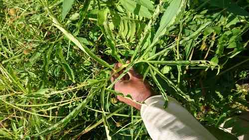 Green dragon(Arisaema dracontium)