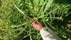 Green dragon(Arisaema dracontium)
