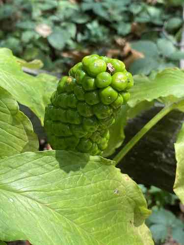 Green dragon(Arisaema dracontium)