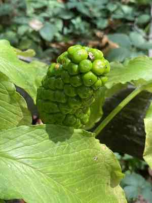 Green dragon(Arisaema dracontium)