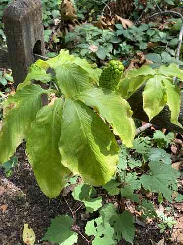 Green dragon(Arisaema dracontium)