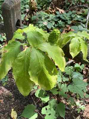 Green dragon(Arisaema dracontium)