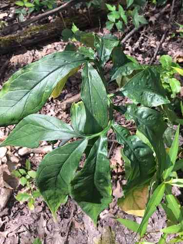 Green dragon(Arisaema dracontium)