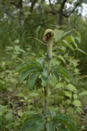 Whipcord cobra lily(Arisaema tortuosum)