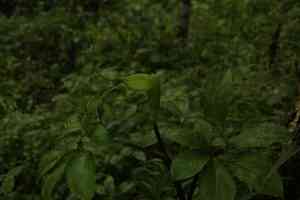 Whipcord cobra lily(Arisaema tortuosum)