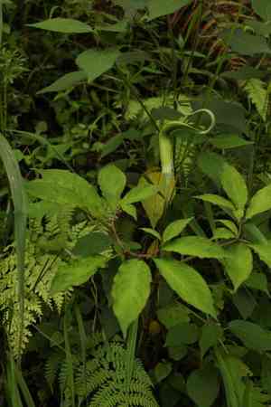Whipcord cobra lily(Arisaema tortuosum)