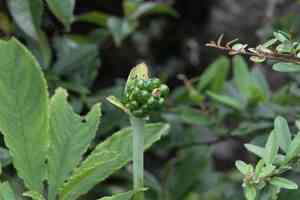 Whipcord cobra lily(Arisaema tortuosum)