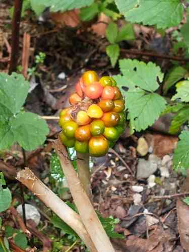 Jack-in-the-pulpit(Arisaema triphyllum)