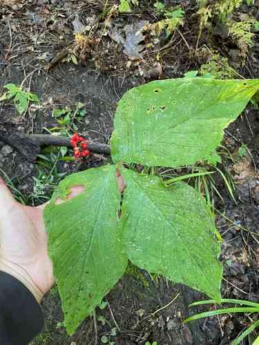 Jack-in-the-pulpit(Arisaema triphyllum)