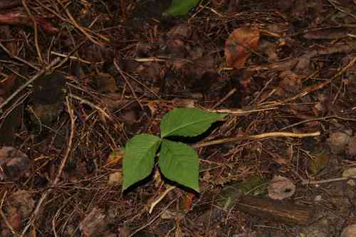 Jack-in-the-pulpit(Arisaema triphyllum)