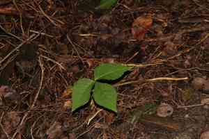 Jack-in-the-pulpit(Arisaema triphyllum)
