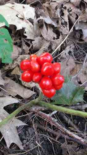 Jack-in-the-pulpit(Arisaema triphyllum)