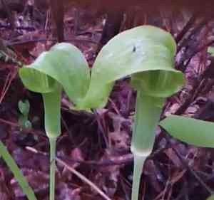 Jack-in-the-pulpit(Arisaema triphyllum)