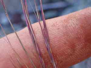Sixweeks three-awn(Aristida adscensionis)