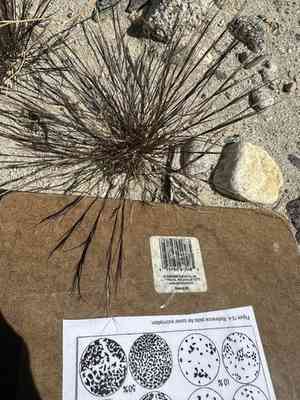 Sixweeks three-awn(Aristida adscensionis)