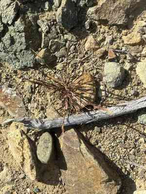 Sixweeks three-awn(Aristida adscensionis)