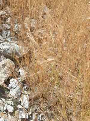 Sixweeks three-awn(Aristida adscensionis)