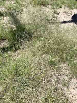 Havard's threeawn(Aristida havardii)