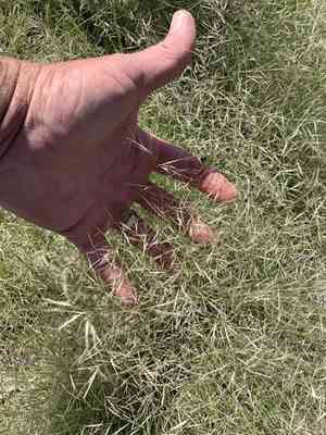 Havard's threeawn(Aristida havardii)