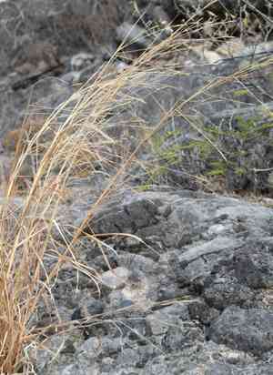 Havard's threeawn(Aristida havardii)