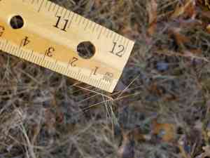 Arrow-feather three-awn(Aristida purpurascens)