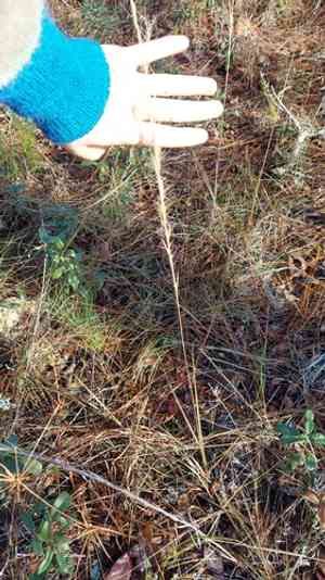Arrow-feather three-awn(Aristida purpurascens)