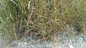 Arrow-feather three-awn(Aristida purpurascens)