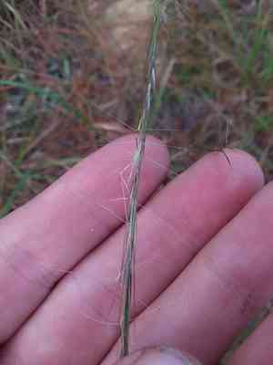 Arrow-feather three-awn(Aristida purpurascens)