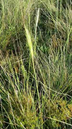 Bottlebrush threeawn(Aristida spiciformis)
