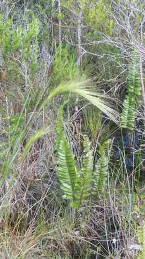 Bottlebrush threeawn(Aristida spiciformis)