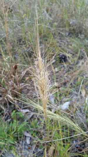 Bottlebrush threeawn(Aristida spiciformis)