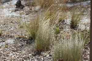 Pine-land three-awn(Aristida stricta)