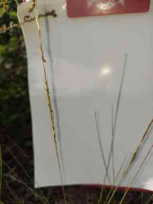 Pine-land three-awn(Aristida stricta)
