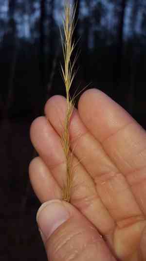 Pine-land three-awn(Aristida stricta)