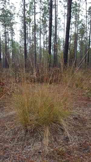 Pine-land three-awn(Aristida stricta)